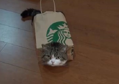 如何诱捕到一只猫？网友表示很简单啊，只需要三步