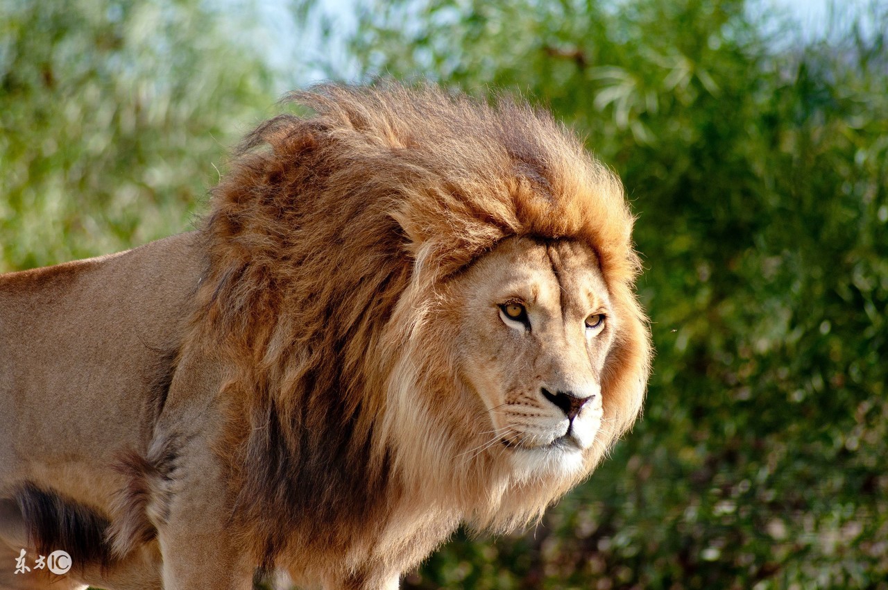 熊骨之人有福气，狮骨之人能自强——测测你的骨相命运如何？