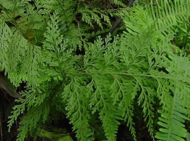 大苦草的功效与作用-我的快乐小窝