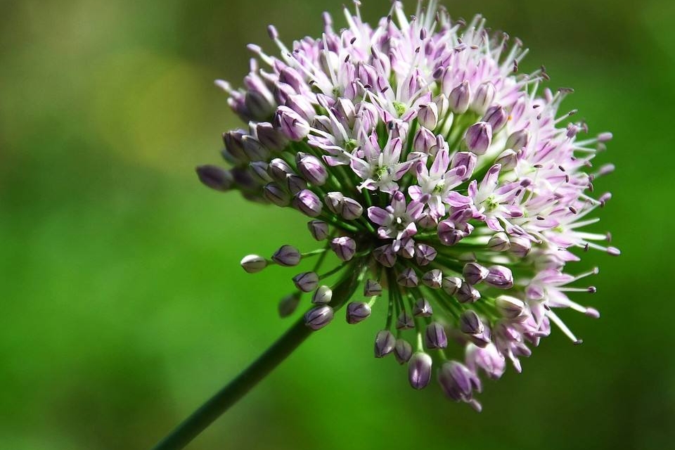 67野韭菜花的营养:野韭菜花中含有蛋白质和胡萝卜素以及碳水化合物