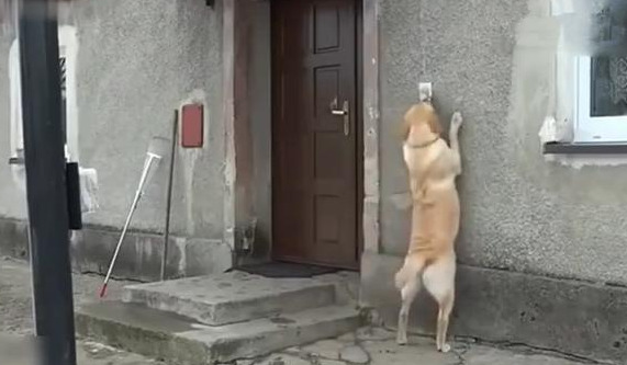 狗子回家没人开门，直接趴墙上按门铃