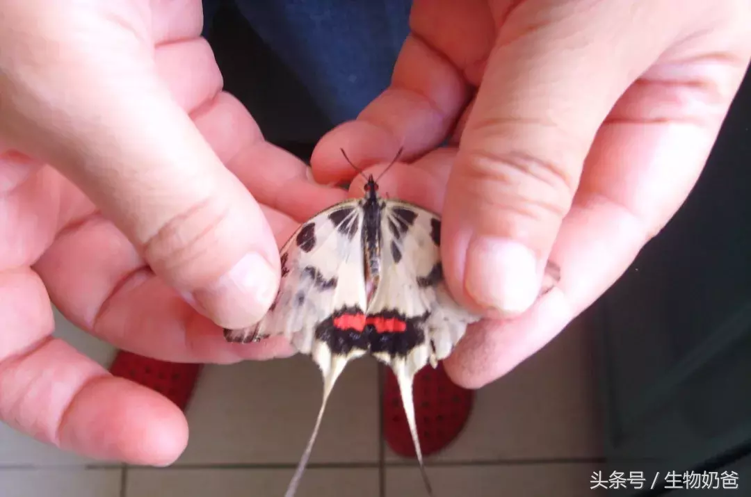 蝴蝶的生活特征有哪些（浅谈蝴蝶的生物学习性）