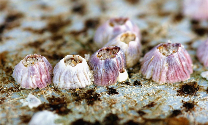 它看起来像一个缩影"小火山";而茗荷科(lepadidae)成员的钙质壳板由胖