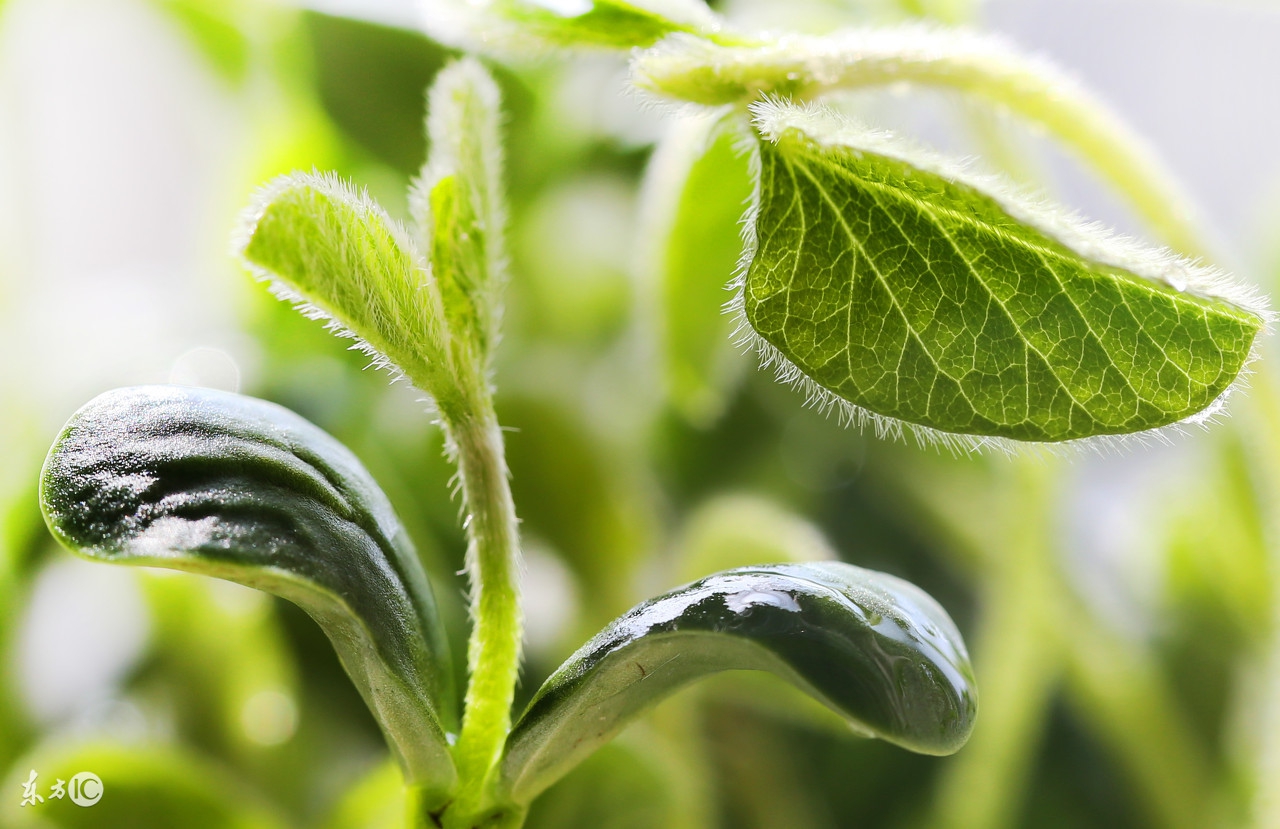 小学语文难点：关联词的正确使用及专项练习