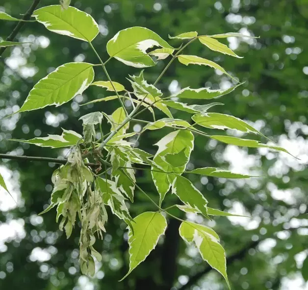 槭树科色叶树:10种醉人的彩叶槭树,谁说只有花草才美丽?