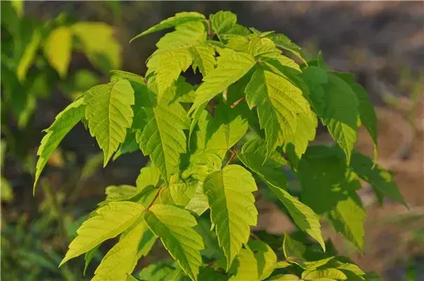 有2属200余种,它们多数都像枫树一样是漂亮的彩叶树种,叶片常年或在