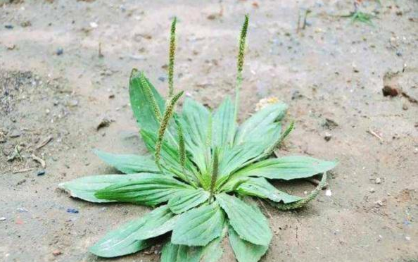 胆结石吃什么可以化掉结石 胆结石怎么排石最好-乐百科