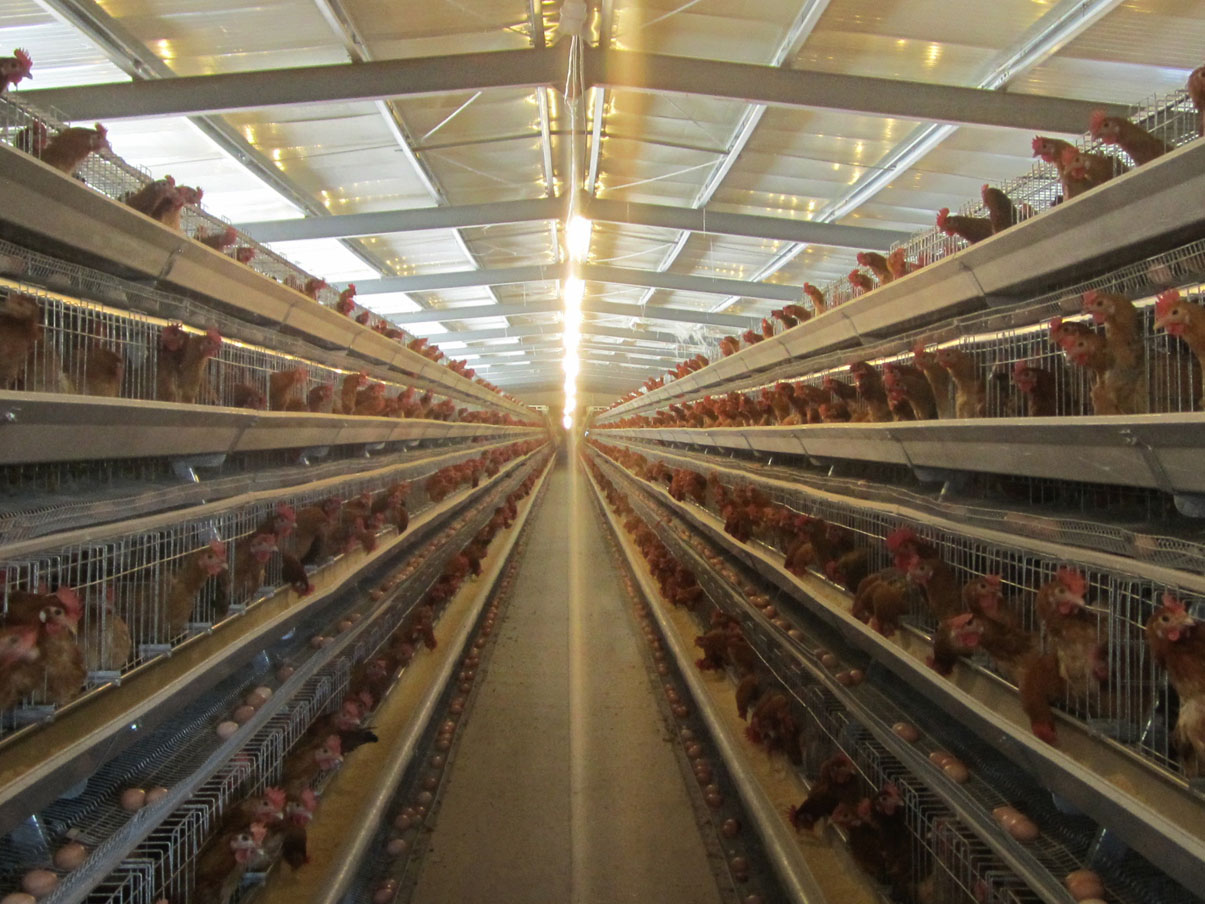 建一个养殖1万只蛋鸡的养鸡场需要投资多少?