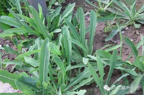 乌兰察布人嘴里的美味野菜-甜苣