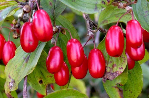 酒山茱萸的功效和作用(腰膝酸痛 遗精盗汗可选服山萸肉)