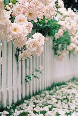 水晶帘动微风起，满架蔷薇一院香——那些写蔷薇的诗词