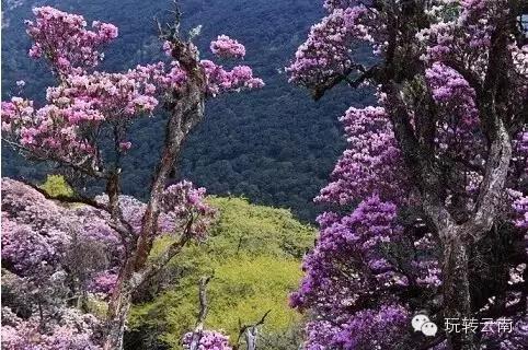 盘点云南那些杜鹃花海，随便一处都醉人！