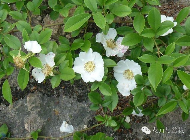 别以为它是蔷薇，看生活在身边的木香花