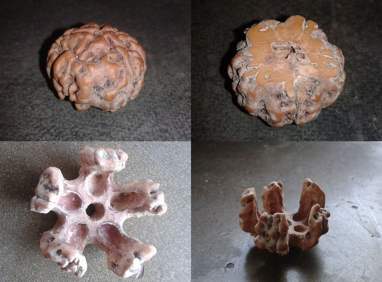 真假难辨——图说各种假金刚菩提子