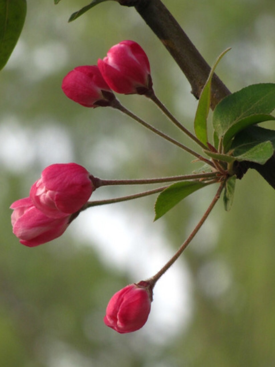 落花无言，人淡如菊