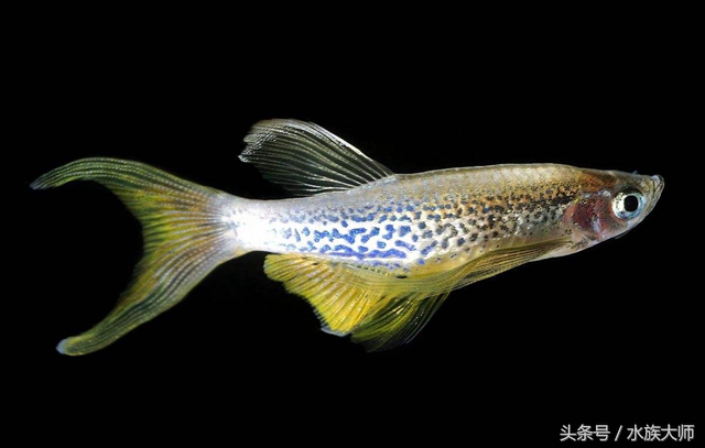 新手适合养什么热带鱼?/观赏鱼世界(中小型/斑马)