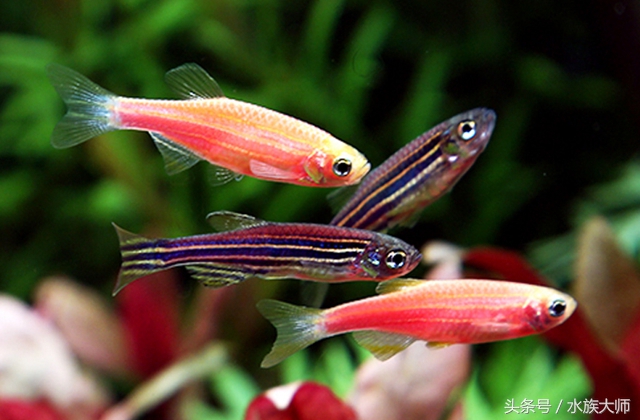 新手适合养什么热带鱼?/观赏鱼世界(中小型/斑马)