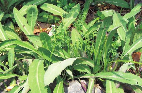 野生苦菜的功效与作用