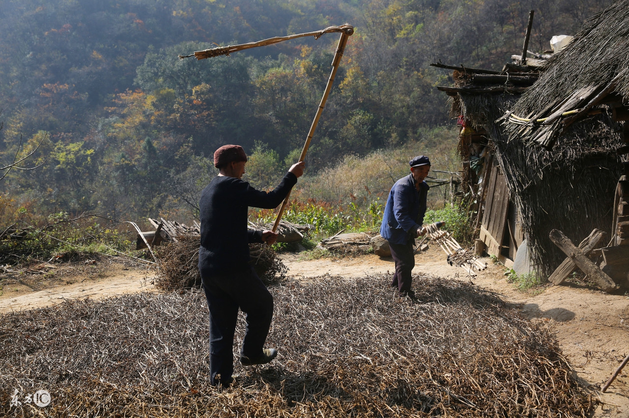 我蜂能打入几球(蜂头领 养蜂与光照、温度和湿度)