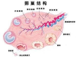 如果卵巢、子宫、输卵管可以说话，她们想给女性的忠告是什么？