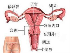 如果卵巢、子宫、输卵管可以说话，她们想给女性的忠告是什么？