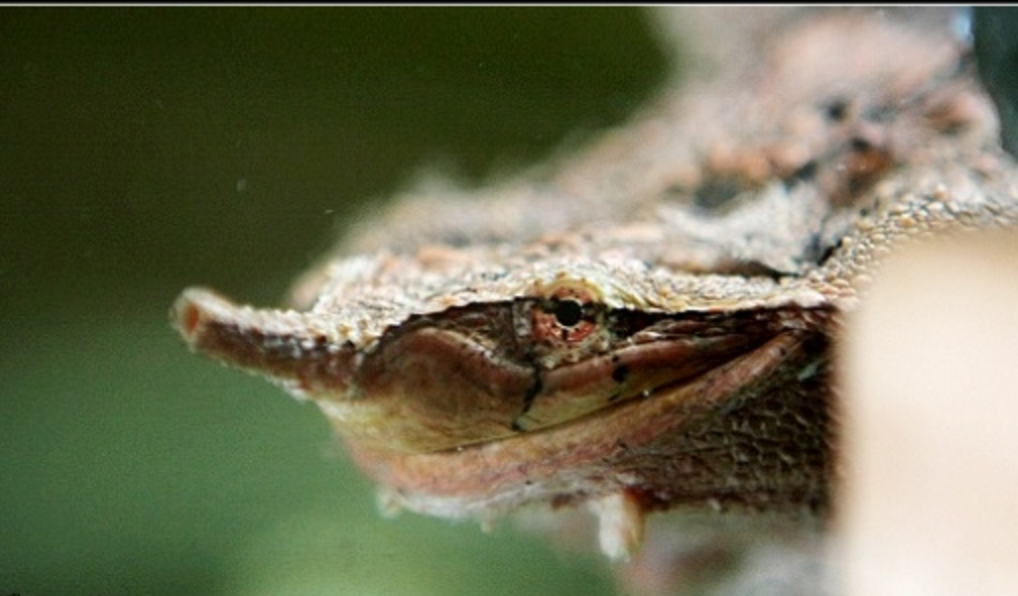 枯叶龟,世界上最"阴险"的淡水龟!有一个硬邦邦的龟壳还嫌不够