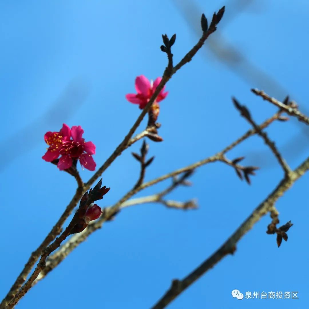 南安香草世界杯门票(太棒了！泉州首个樱花公园春节前开放！位置就在)