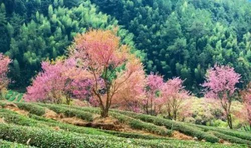 南安香草世界杯门票(太棒了！泉州首个樱花公园春节前开放！位置就在)