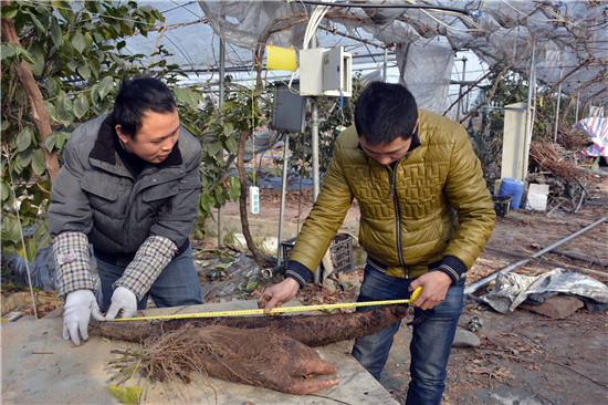 眉山丹棱：设施农业新模式 大棚内套种紫山药