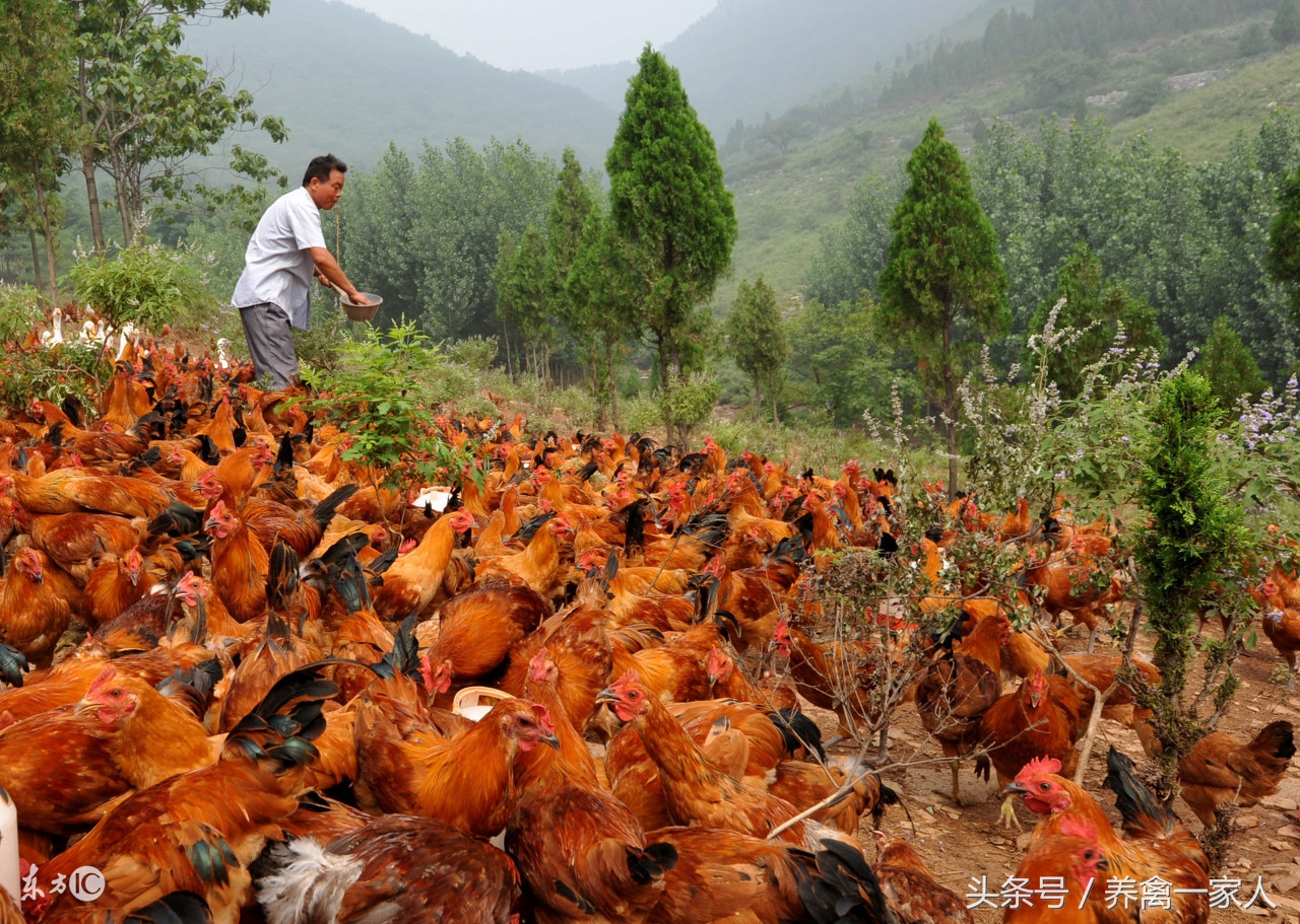 养鸡秘诀:巧用苦地丁药草,鸡病防治不发愁,养鸡必知