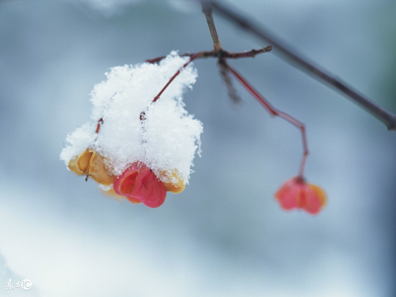 6首描写雪花的诗句，从此爱上寒冬