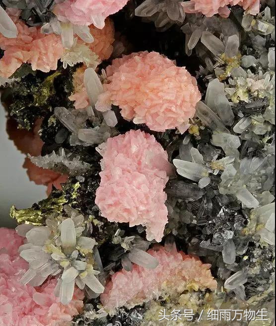 这些奇异的石头花,一辈子都难见到,算是开眼了!