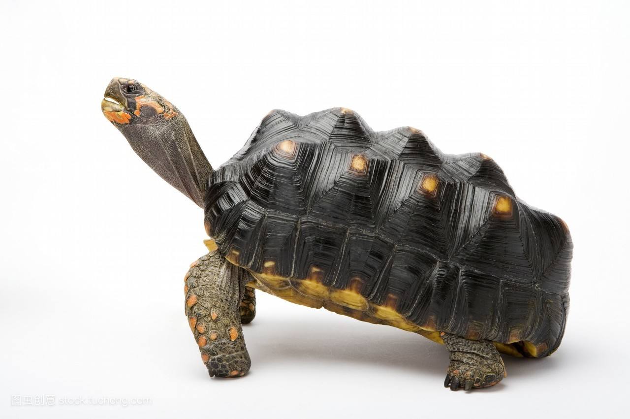 陆龟种类大全(图文赏析最常见的10种陆龟)