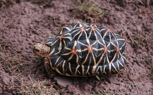星斑陆龟印度星斑陆龟中文名:印度星龟,分布在印度,巴基斯坦,斯里兰卡