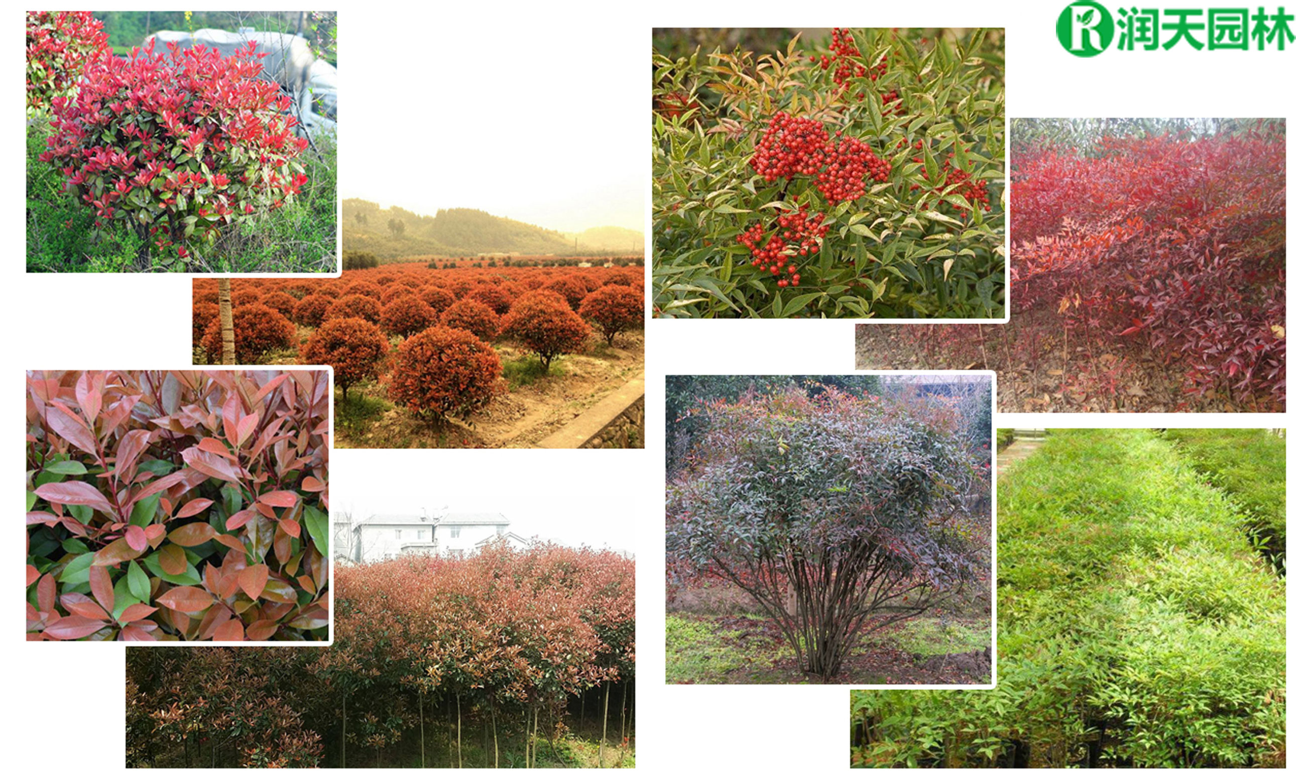 名贵苗木图谱：色彩艳丽红叶石楠和天竹兰竹南天竹树