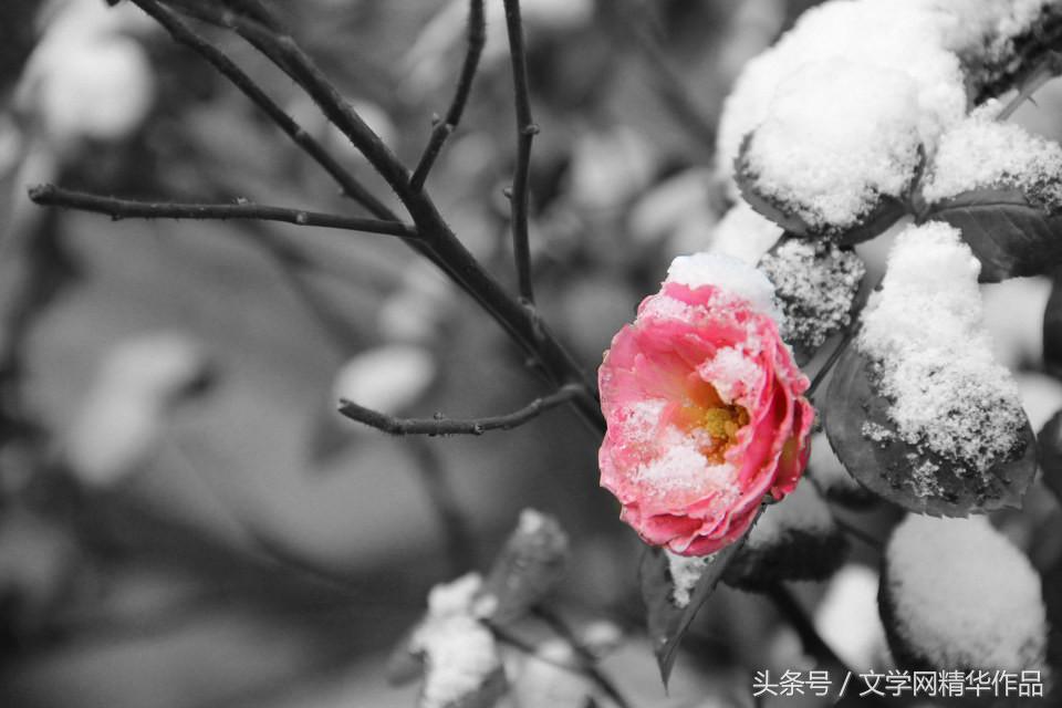 「原创」冬之贴｜李蓓