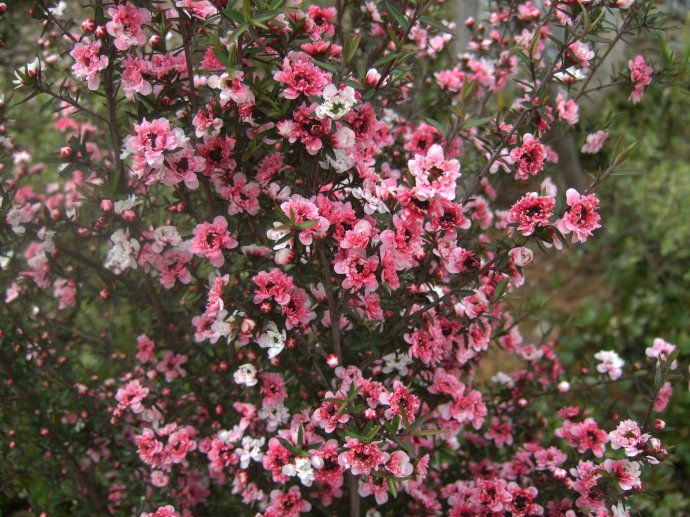 这种花,一条枝上能开出3种颜色,比牡丹艳比玫瑰还香!