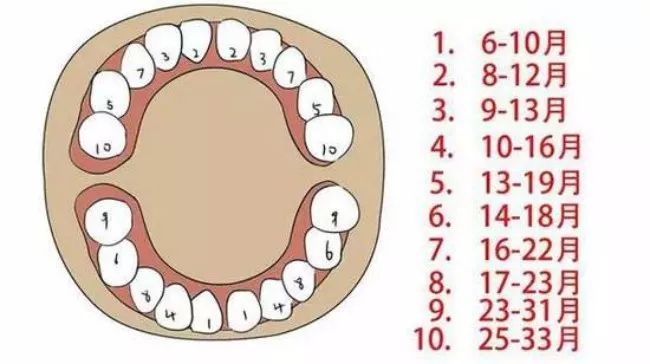 宝宝多大开始长牙？出牙晚正常吗？这份出牙时间表让你不再焦虑！