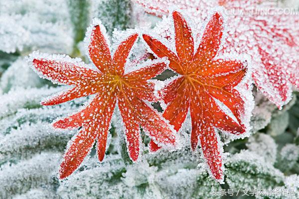 「原创」冬之贴｜李蓓