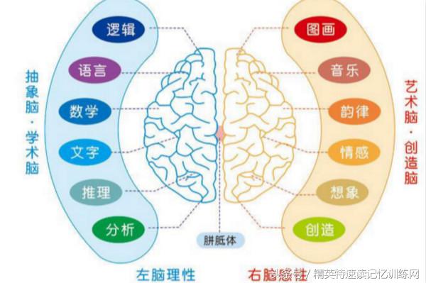 研究：阅读可改善孩童脑部组织，快速阅读促进右脑发育