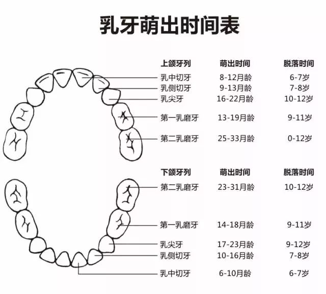 宝宝多大开始长牙？出牙晚正常吗？这份出牙时间表让你不再焦虑！