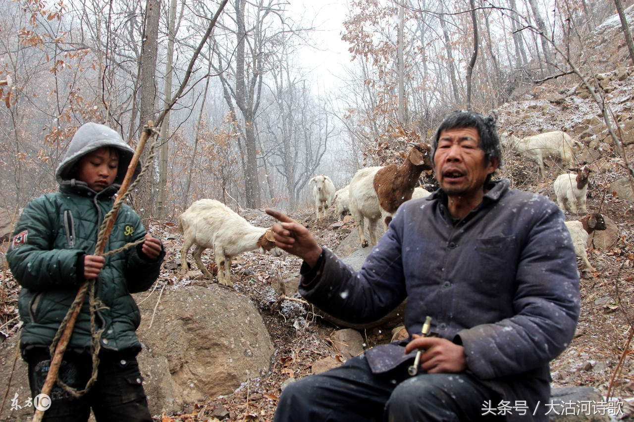 七律《晨雾早起去放羊》——难得糊涂