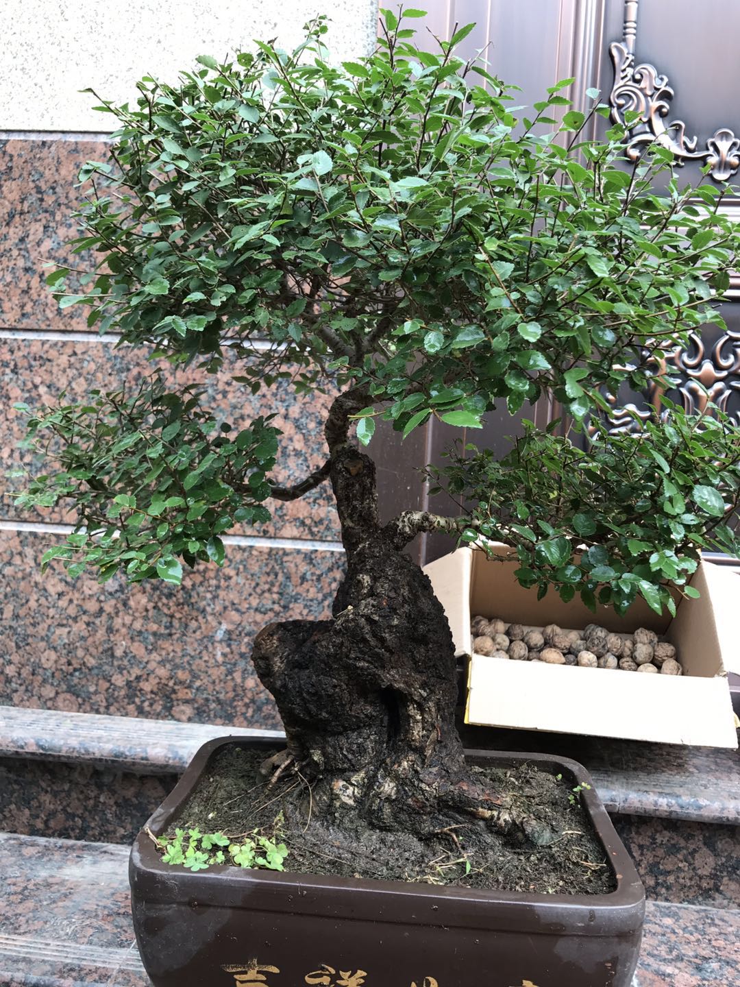 榆树疙瘩价格图片大全榆树疙瘩盆景造型设计
