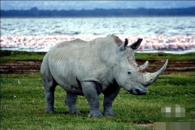 濒危动物这些都是全球濒危的动物
