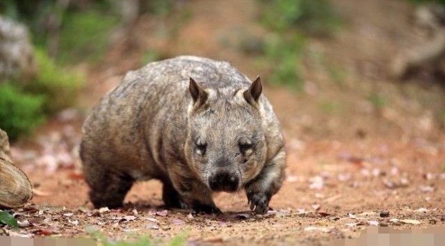濒危动物这些都是全球濒危的动物