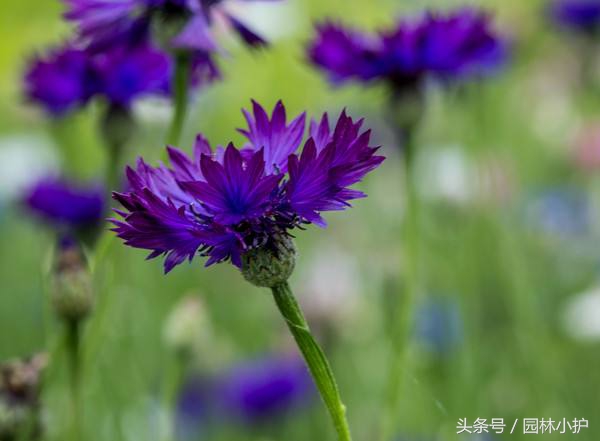 紫色的花有哪些及花名（分享12种绝美紫色的花）