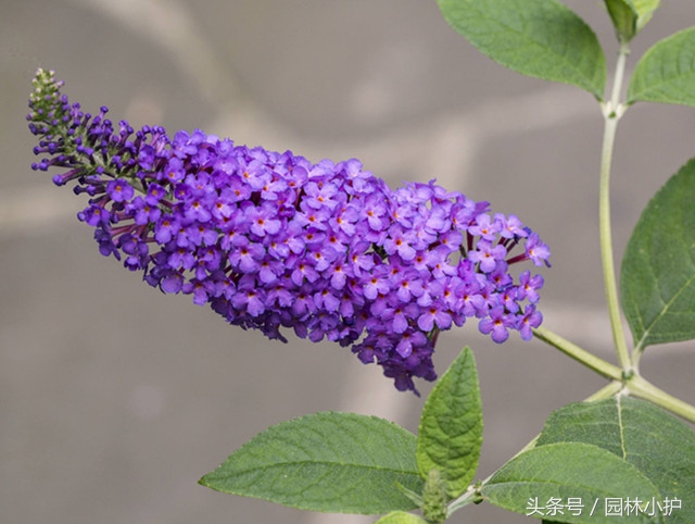 紫色的花有哪些及花名（分享12种绝美紫色的花）