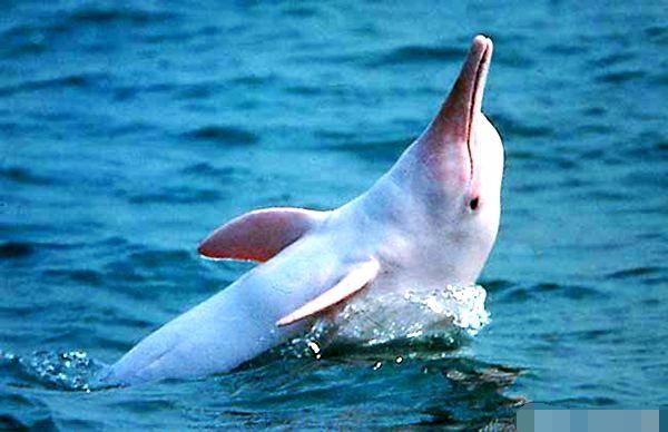 濒危动物这些都是全球濒危的动物