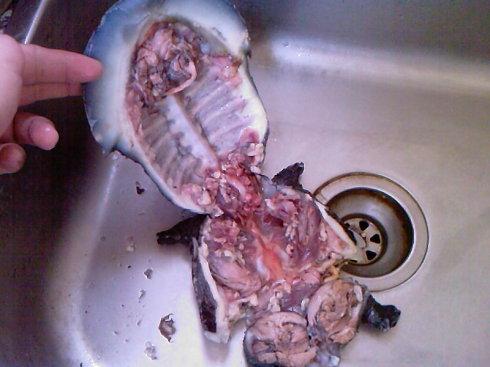 最简单杀甲鱼的正确方法(最简单杀甲鱼的正确方法是什么) - 武陵观察