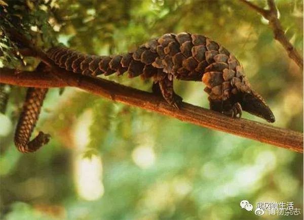 枝吻纽虫(科普：那些在微博、朋友圈长盛不衰的奇异生物)